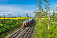 Ein Doppelstock-Regionalzug bei Großenbrode in Schleswig-Holstein vor Rapsfeldern