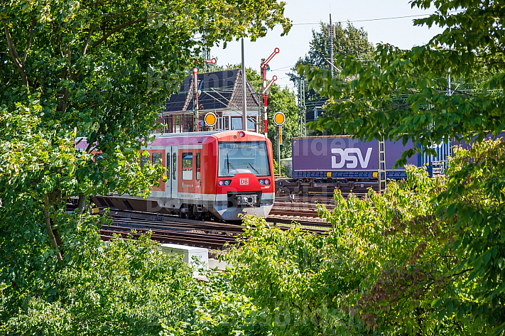 Ein S-Bahn-Zug fährt in Hamburg hinter grünen Bäumen hervor